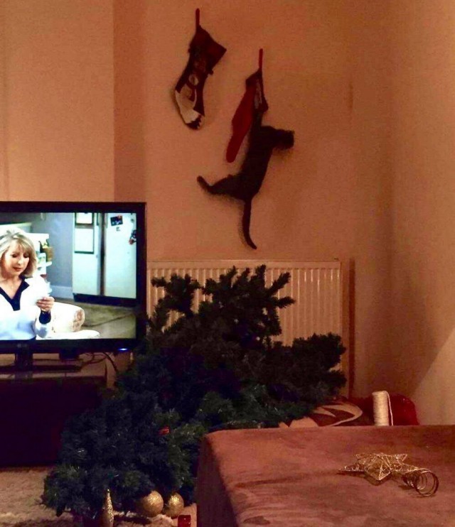 Прикольных котов пост
