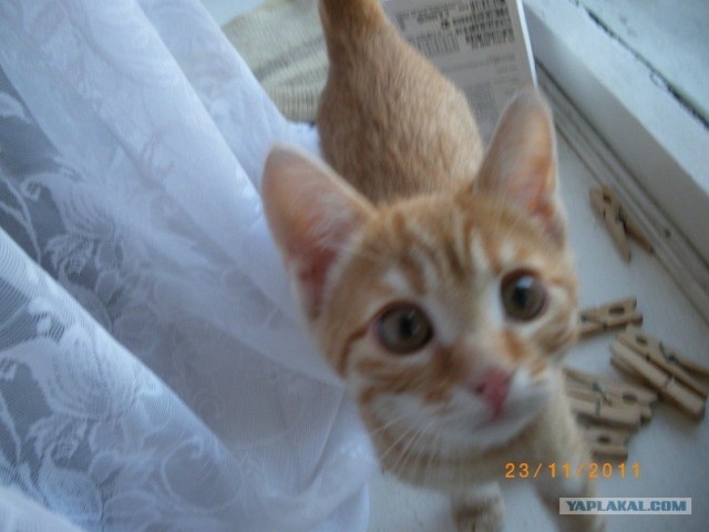 Котовторник   5.06.2012