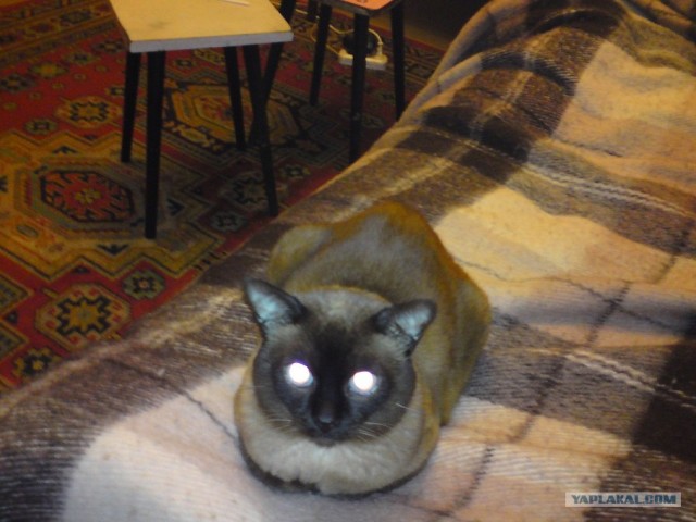 Котовторник  19.06.2012