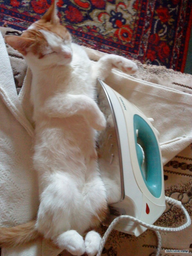 Котовторник  4.09.12