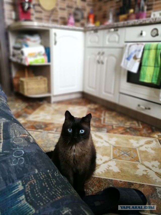 С Днём кошки!