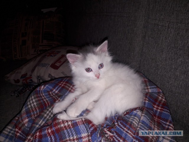 Раздаем котят в добрые руки.