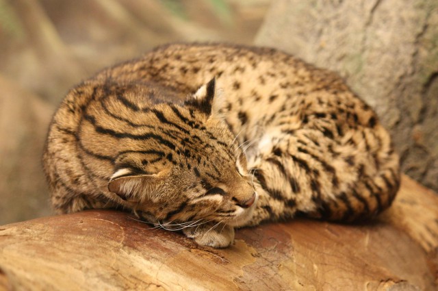 Дикий котовторник