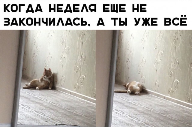 Забавные фото котеек