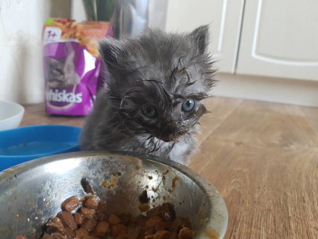 Котовторник! начнем? 04.06.19