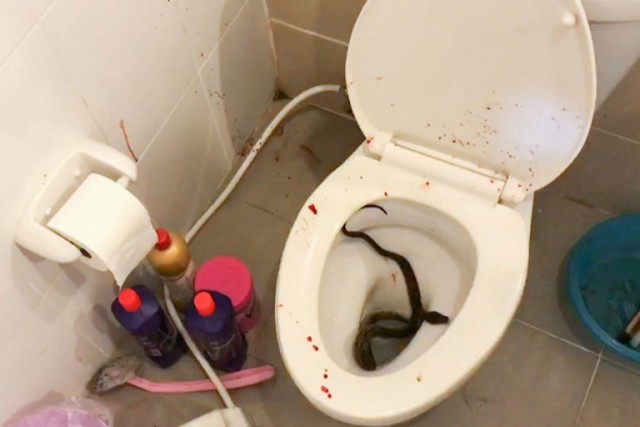 Кошмар наяву: в Таиланде змея укусила подростка в туалете прямо в пенис