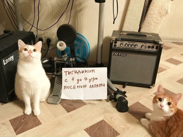 Чистосердечные признания и объяснительные нашкодивших котеек