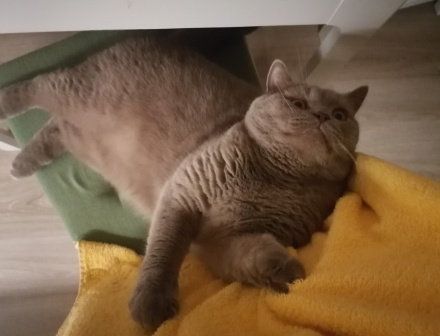 Кот который обожает пылесос