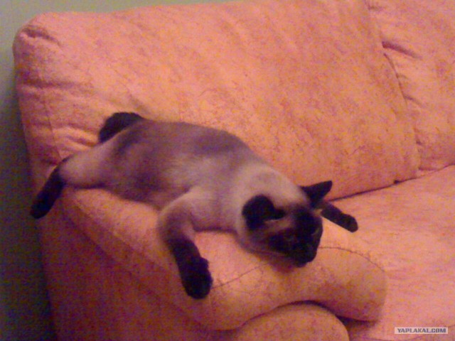 Подлость и преданность