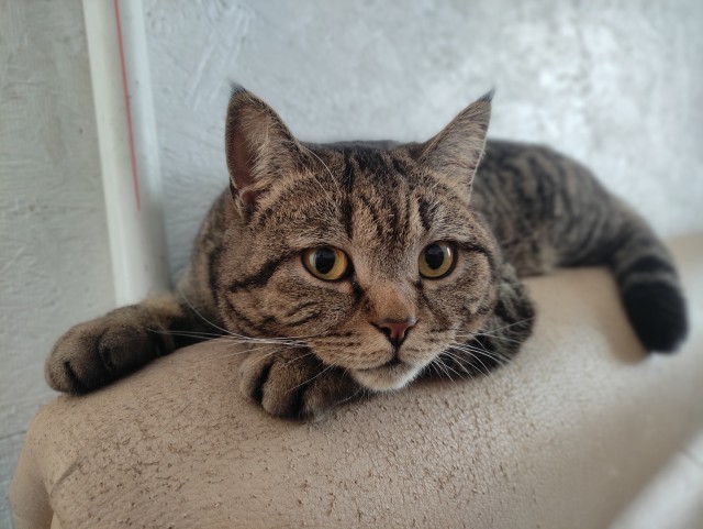 Котовторник!