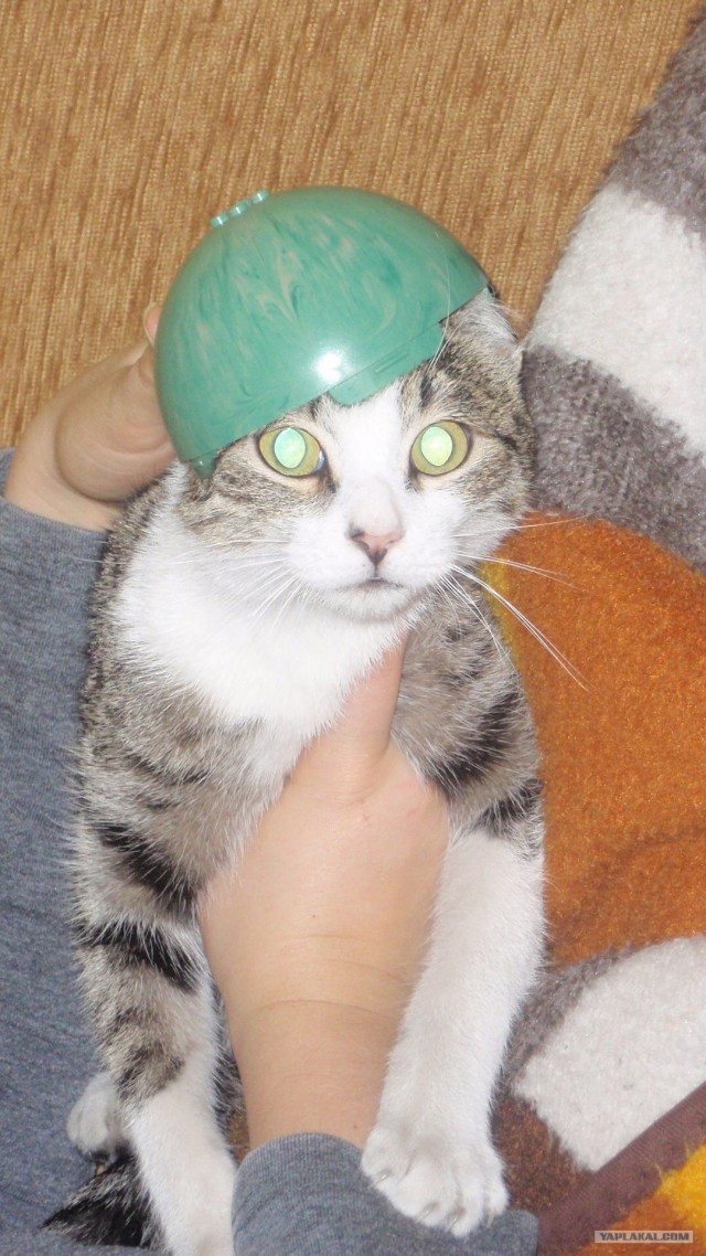 Драка сКотов