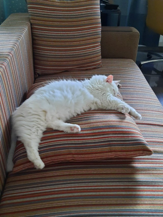 Даешь котовторник!