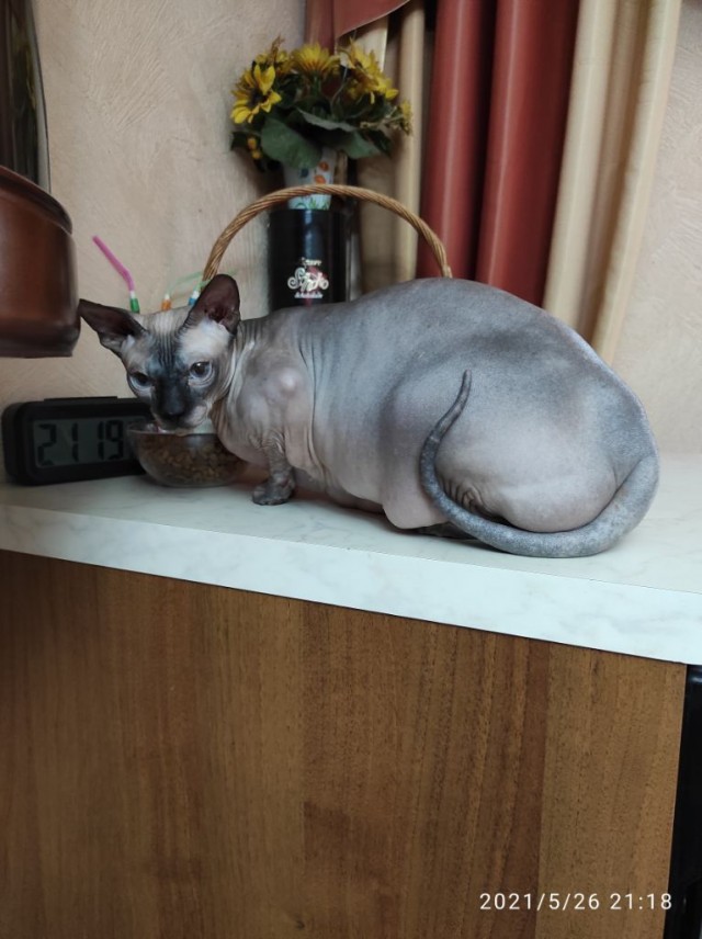 Сатана, а не кот
