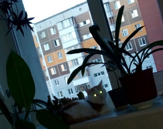 Котовторник (свои добавляем)