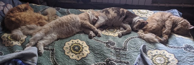 Котовторник 14.09.2021