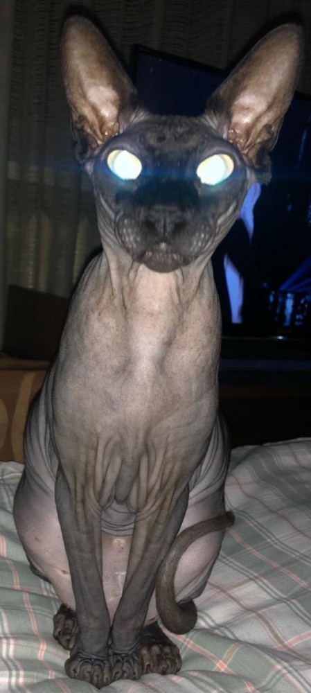 Котэ Веник в котовторник