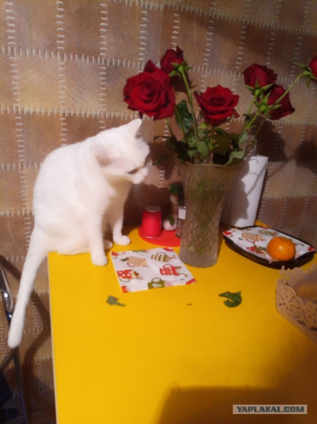Котовторниковское