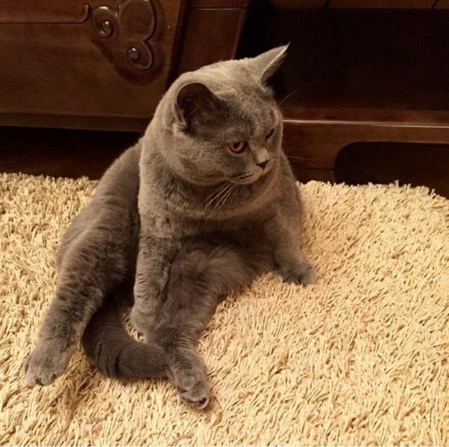 Котовторнику посвящается