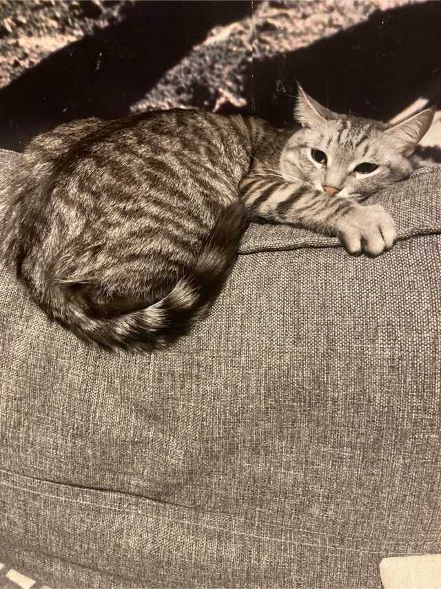 Котовторнику посвящается