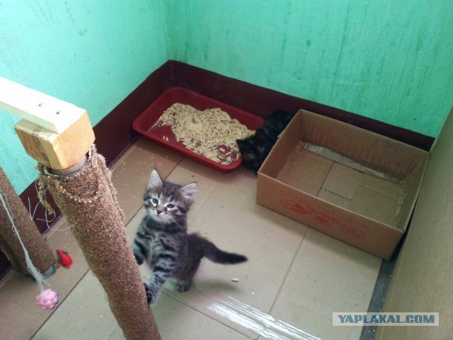 Мир не без добрых людей. Котовторник в тему