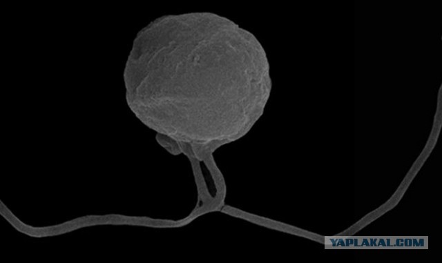 Ученые обнаружили на Земле новую загадочную форму жизни