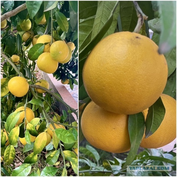 У меня в садочке! Хроника одного … помело? грейпфрута? померанца цитрус?