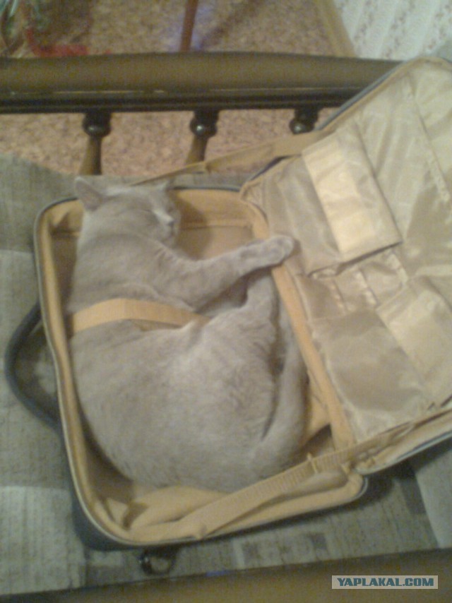 Котовторник  19.03.2013