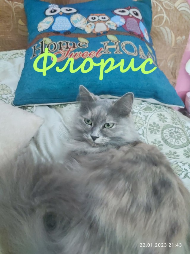 Жизнь домашнего приюта "Котоленд" 373