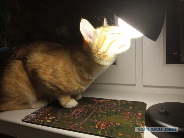 Коточетверг!