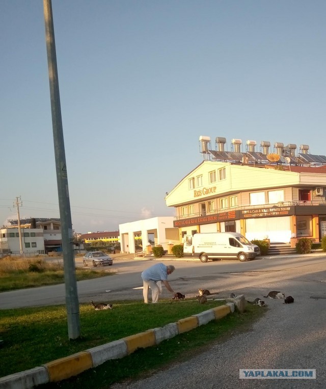 Котики Стамбула