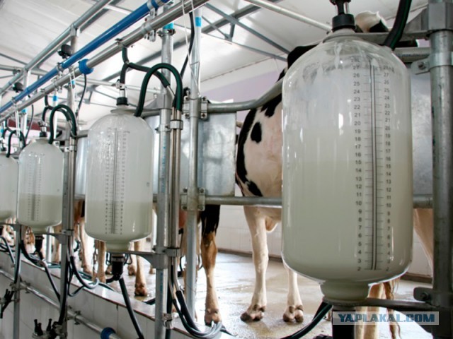 Капитализм по российски - на фоне избытка молока производители молочной продукции его не покупают и продолжают завышать цены