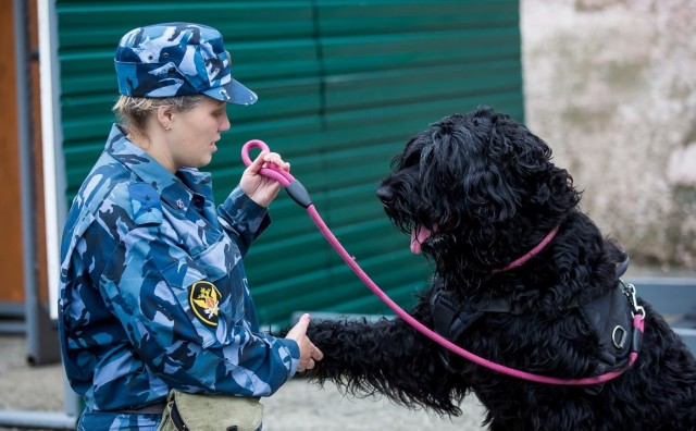 Подборка служебных собак