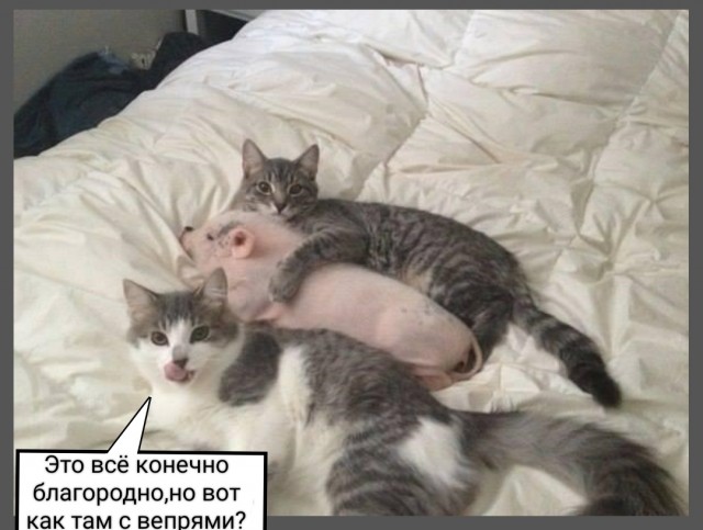 В Турции кота унесли от драки