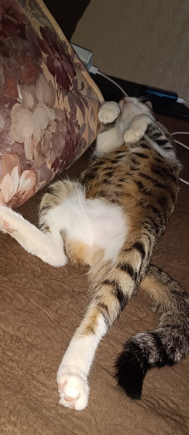 К котовторнику