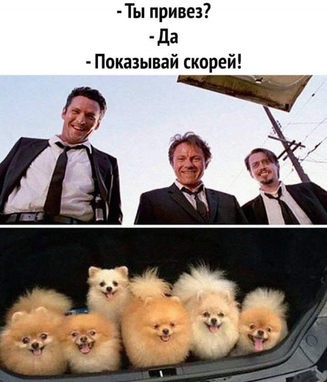 Весёлый полтишок 07.08.23