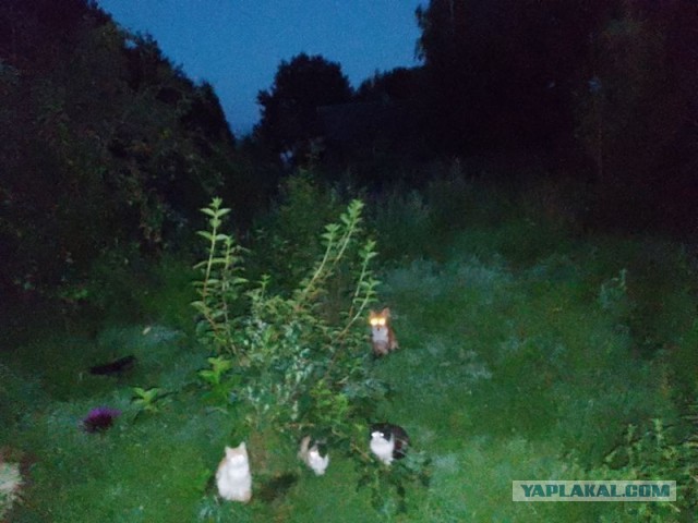 Жизнь домашнего приюта для котеек 457