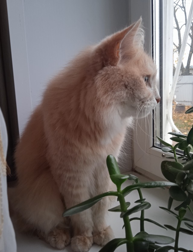 К котовторнику, 17 лет стукнуло меховому