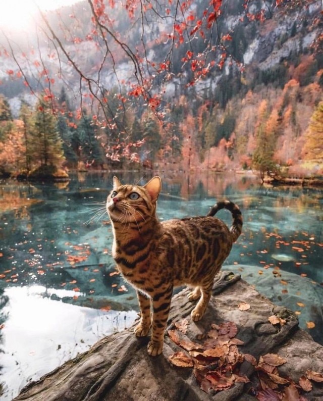 Котовторник Рыжих