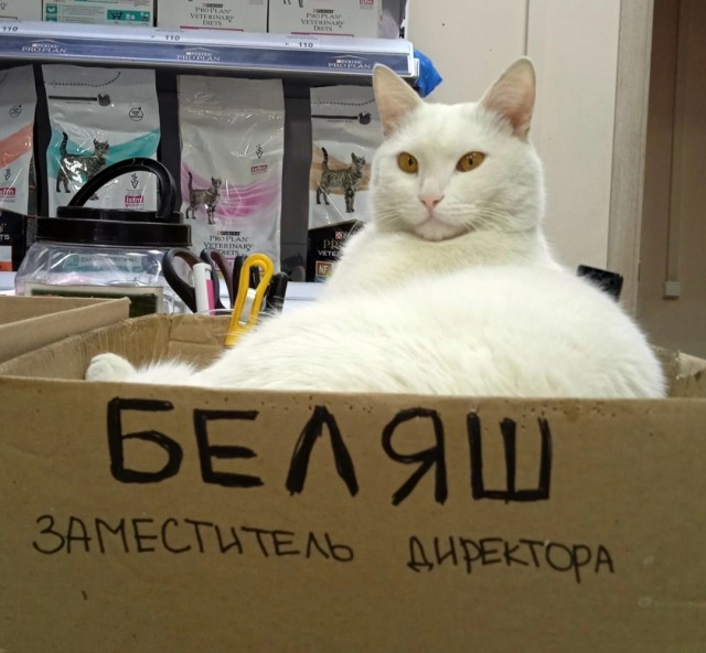 Такой маленький, а уже белорус