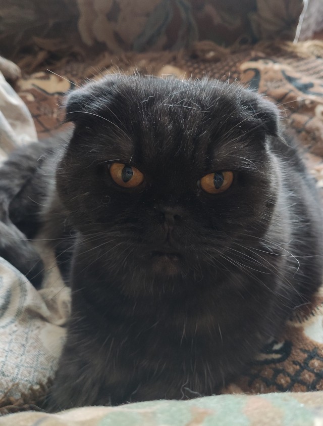 Мой котяра