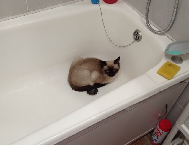 Первый Котовторник 2024