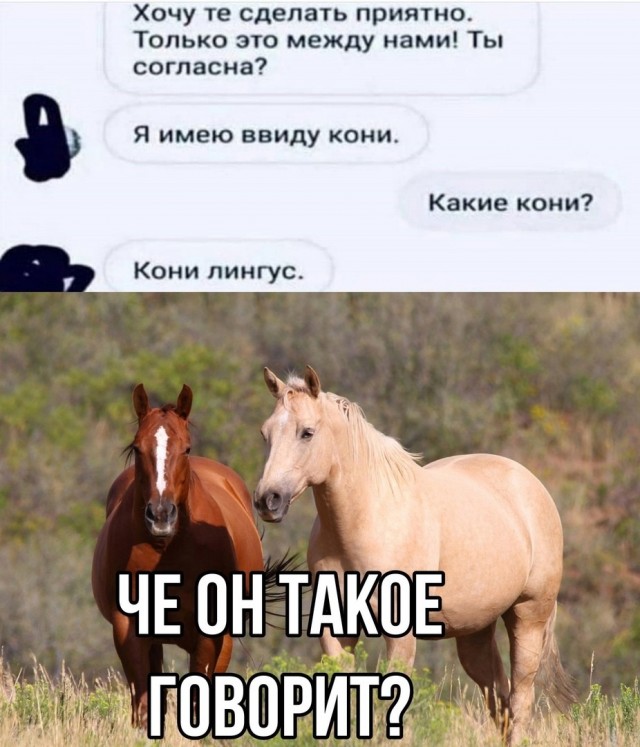Иерархия коней: Это не волки, здесь нет чести. Жесткие законы табуна и тирания альфы