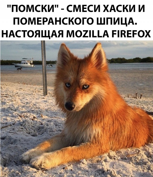 Завалялось тут случайно немного забавных картинок