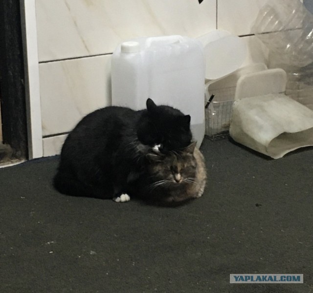 Котовторник, погнали: мой Нафаня