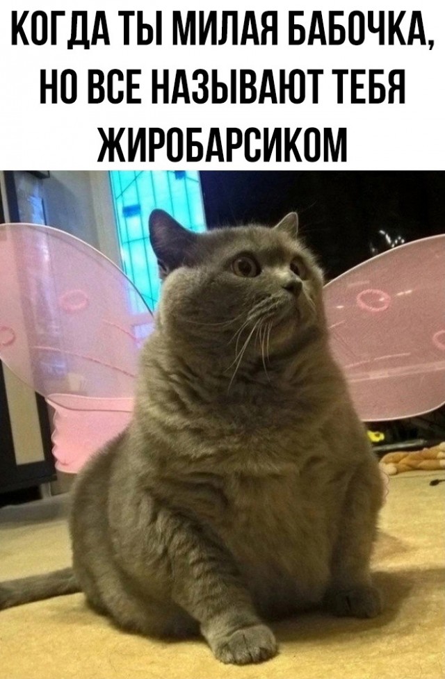 Так себе картинки 13.02.25