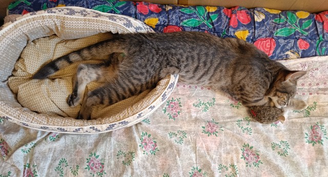 Так выглядит приостановленный процесс перехода из твердого в жидкое состояние