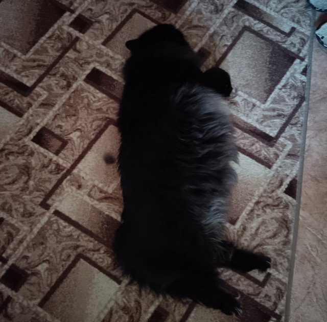 Нефотогеничный кот