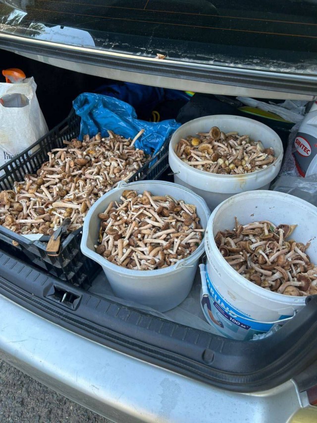 Важнейшие экономические новости: в лесах Сергиево-Посадского района грибники за 3 часа собрали 13,5 кг опят