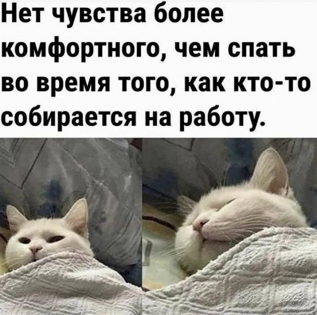 К котовторнику: подборка картинок-баянов с котиками и про котиков. Выпуск 24.