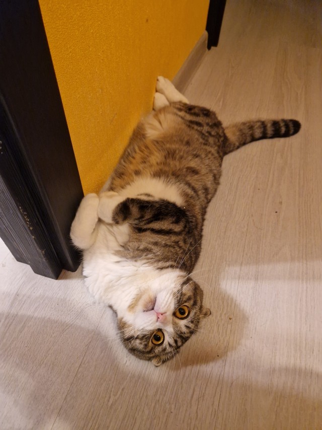 Дурацких фото котов тред